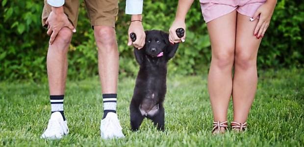 Guarda compartilhada de pets