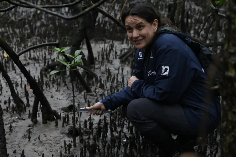 Fernando Frazão/Agência Brasil Paranaguá (PR), 18/05/2026 – A pesquisadora Cassiana Metri, do Programa de Recuperação da Biodiversidade Marinha (Rebimar), faz monitoramento do manguezal na Baía de Paranaguá, área da Grande Reserva da Mata Atlêntica. Foto: Fernando Frazão/Agência Brasil