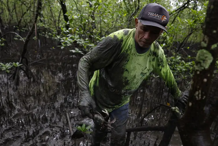 Fernando Frazão/Agência Brasil Paranaguá (PR), 18/05/2026 – O pescador Antônio Souza captura caranguejos-uçá (Ucides cordatus) no manguezal da Baía de Paranaguá, área monitorada pelo Programa de Recuperação da Biodiversidade Marinha (Rebimar). Foto: Fernando Frazão/Agência Brasil